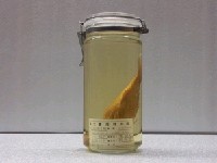 藏品(雙帶海緋鯉)的圖片